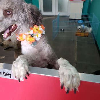 Johnny's Doghouse - He was thrilled to see me - Pet Groomers Near Me - Tempe, Arizona Johnny's Doghouse - He was thrilled to see me - Pet Groomers Near Me - Tempe, Arizona