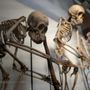 Photo of Grant Museum of Zoology