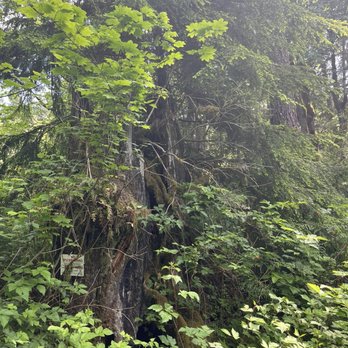 Taylor Mountain Trail - Amazing new growth out of the old dead stump - Hiking Near Me - Issaquah, Washington Taylor Mountain Trail - Amazing new growth out of the old dead stump - Hiking Near Me - Issaquah, Washington