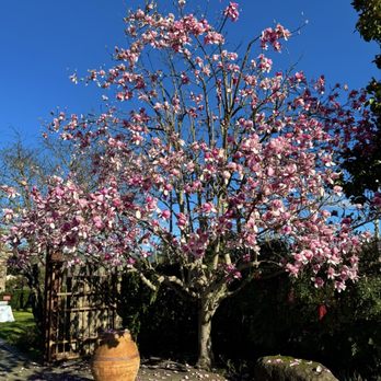 Peju Winery - Blooming Pink Magnolia tree - Wine Tasting Room Near Me - Rutherford, California