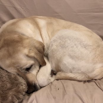 It's A Barking Lot - Happy labby. - Pet Groomers Near Me - Brookings, Oregon It's A Barking Lot - Happy labby. - Pet Groomers Near Me - Brookings, Oregon