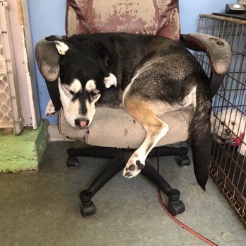 kimberly's pampered pets