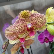 ORKIZZ - Updated July 2025 - 57 Photos & 23 Reviews - 829