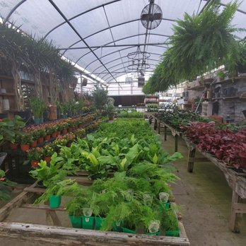 Millstone Market and Nursery - So lush!!! - Nurseries & Gardening Near Me - Germantown, Tennessee Millstone Market and Nursery - So lush!!! - Nurseries & Gardening Near Me - Germantown, Tennessee