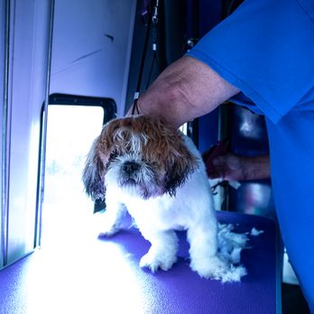 Diablo Dog - Mobile groom experience - Dog Walkers Near Me - Martinez, California Diablo Dog - Mobile groom experience - Dog Walkers Near Me - Martinez, California