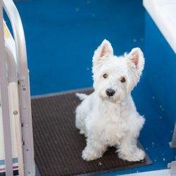 Woof Gang Bakery & Grooming - pix of Harley I sent with the short look we liked for him