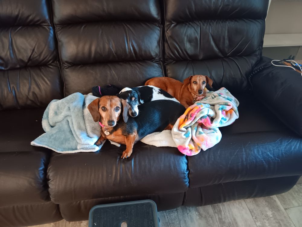 Puppy Palace Pet Grooming Image