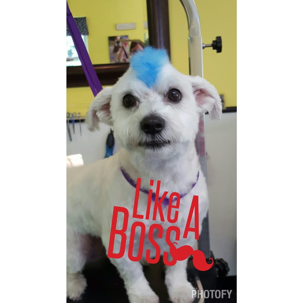 LIL’ GROOMING SHOP Updated September 2024 528 Lincoln St, Lewiston