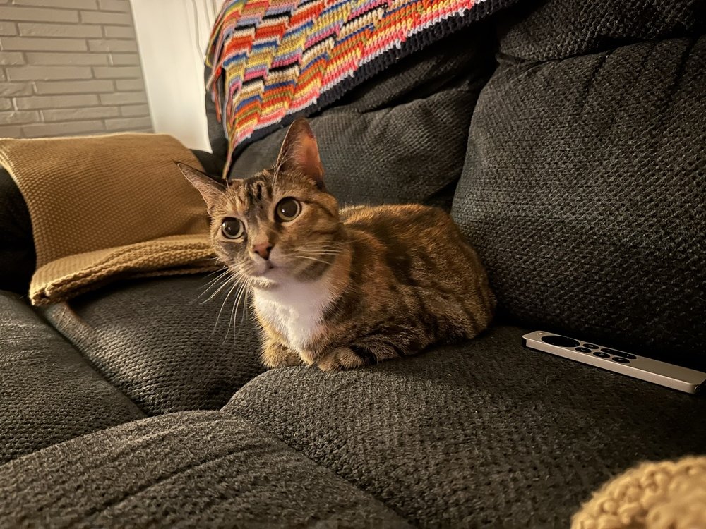 WINTERS CHAPEL ANIMAL HOSPITAL Updated October 2024 20 Reviews