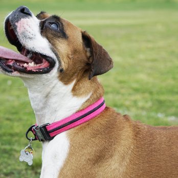 Rope Hounds - Pet Stores Near Me - Bentonville, Arkansas Rope Hounds - Pet Stores Near Me - Bentonville, Arkansas