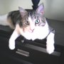 Photo of Boca Mobile Vet
