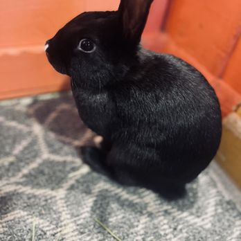 The Bunny Café - Cute bunny - Pet Adoption Near Me - Vancouver, British Columbia The Bunny Café - Cute bunny - Pet Adoption Near Me - Vancouver, British Columbia