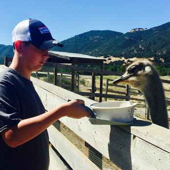 Ostrichland USA - Attraction Farms Near Me - Solvang, California Ostrichland USA - Attraction Farms Near Me - Solvang, California