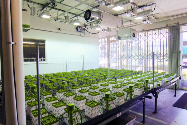 Greencoast Van Nuys 19 Photos 39 Reviews Nurseries Gardening 16705 Roscoe Blvd North Hills Los Angeles Ca Phone Number Yelp