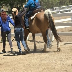 REINS Therapeutic Horsemanship Program - Horse