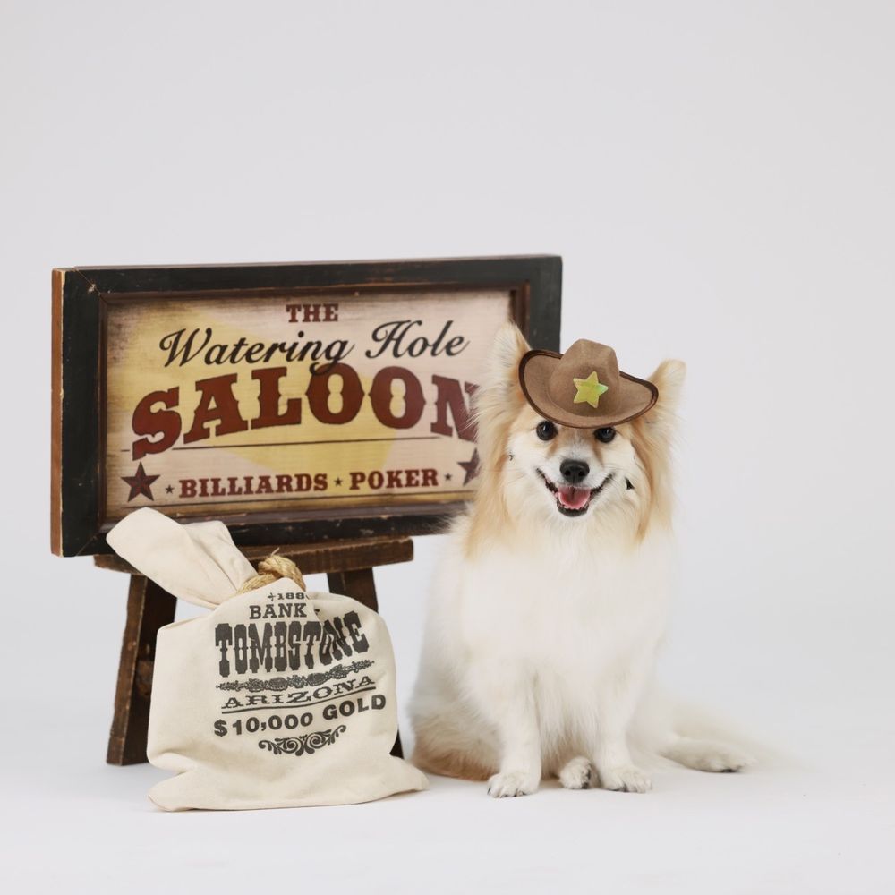 Hollywood Photo Studios - Pet photography - Session Photography Near Me - Phoenix, Arizona