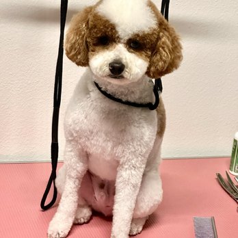 Puppy World - I love Puppy world - Pet Stores Near Me - Corona, California Puppy World - I love Puppy world - Pet Stores Near Me - Corona, California