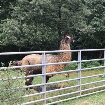 Divine Llama Vineyard - Wineries Near Me - East Bend, North Carolina