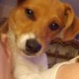 VetIQ Petcare