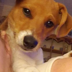 VetIQ Petcare