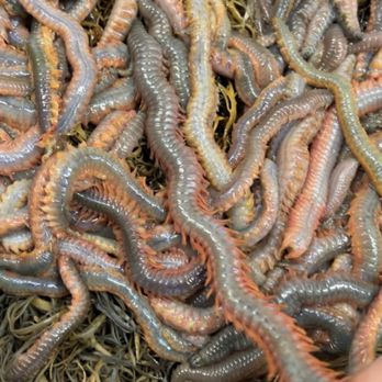 Fishermans Edge - Fresh and lively sand worms! - Hunting & Fishing Supplies Near Me - Edgecomb, Maine Fishermans Edge - Fresh and lively sand worms! - Hunting & Fishing Supplies Near Me - Edgecomb, Maine
