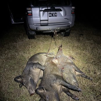 HeliBacon - hogs harvested - Wildlife Hunting Ranges Near Me - Bryan, Texas HeliBacon - hogs harvested - Wildlife Hunting Ranges Near Me - Bryan, Texas