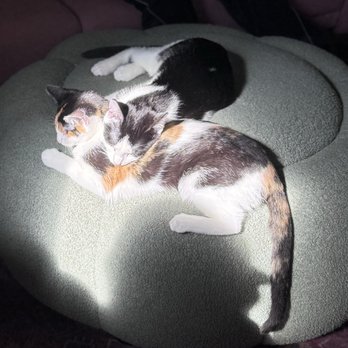The Purrfect Bean - Themed Cafes Near Me - Richmond, Virginia The Purrfect Bean - Themed Cafes Near Me - Richmond, Virginia