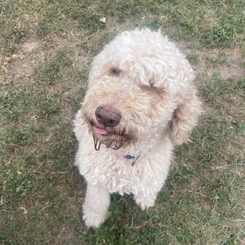 FurPals Ranch - Cali - Dog Walkers Near Me - San Antonio, Texas
