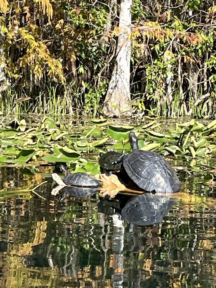 Get Up And Go Kayaking - Silver Springs Logo