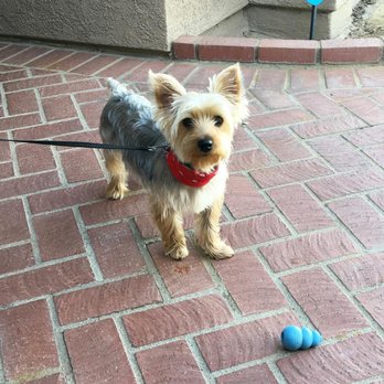 Southern Kern Veterinary Clinic - My little Fang! - Veterinarians Near Me - Rosamond, California Southern Kern Veterinary Clinic - My little Fang! - Veterinarians Near Me - Rosamond, California