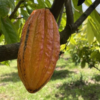 Lavaloha - Cacao bean. - Chocolatiers & Shops Near Me - Hilo, Hawaii