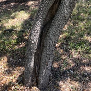 Carlos Tree Services - Tree Services Near Me Carlos Tree Services - Tree Services Near Me