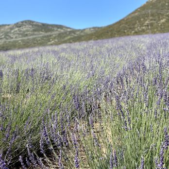 Blue Barn Lavender Farm - Pick Your Own Farms Near Me - Sage, California