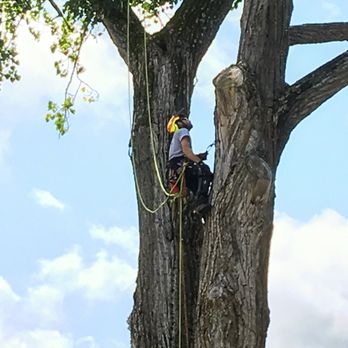Lata Tree Service - Climbing into small areas where equipment cannot fit - Tree Services Near Me - Mancelona, Michigan