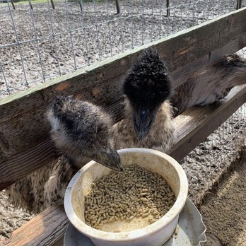 Ostrichland USA - Emus feeding. - Attraction Farms Near Me - Solvang, California Ostrichland USA - Emus feeding. - Attraction Farms Near Me - Solvang, California