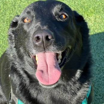 Active Pack - Dog Walkers Near Me - San Francisco, California
