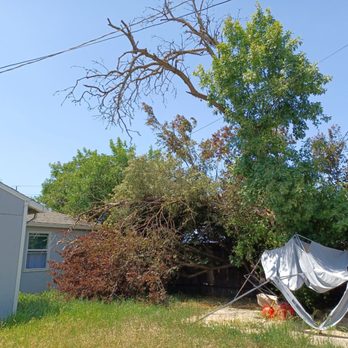 Greenwood Tree Service - Before - Tree Services Near Me - Sacramento, California Greenwood Tree Service - Before - Tree Services Near Me - Sacramento, California