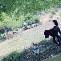 Red Hill Dog Park - Small and big friends