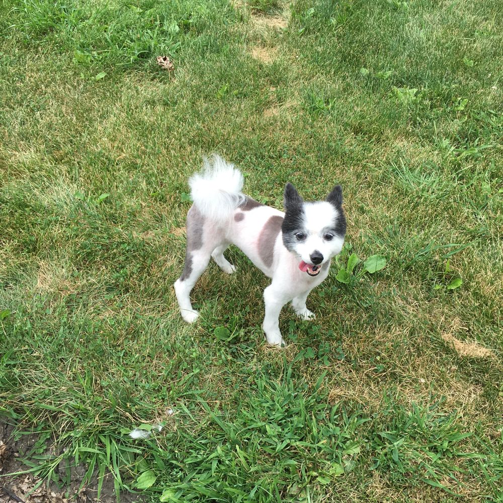 The Tailored Groomer - Lucy right after she was done. - Pet Groomers Near Me The Tailored Groomer - Lucy right after she was done. - Pet Groomers Near Me