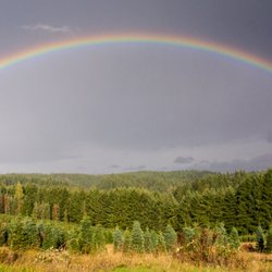 Butte Creek Tree Farm