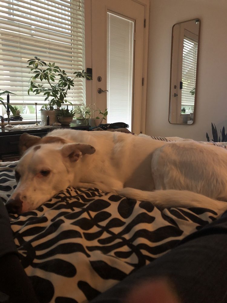 Puppyrush - pet boarding facility in Portland, OR