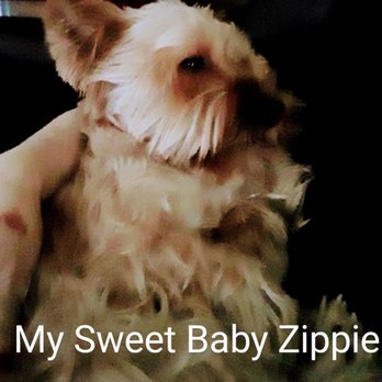 Adorable Pets - Pet Sitting Near Me - Goose Creek, South Carolina Adorable Pets - Pet Sitting Near Me - Goose Creek, South Carolina