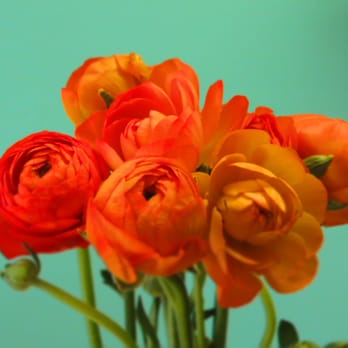 Something Special - Vibrant Orange Ranunculus at Something Special - Floral Boutique - Florists Near Me - Vero Beach, Florida Something Special - Vibrant Orange Ranunculus at Something Special - Floral Boutique - Florists Near Me - Vero Beach, Florida