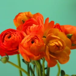Something Special - Vibrant Orange Ranunculus at Something Special - Floral Boutique