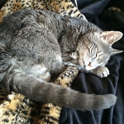 Heart of Vermont Veterinary Acupuncture / Housecalls - Cats benefit from acupuncture too! Here's my own cat, Ike, at the age of 20.