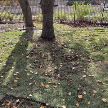 Yard Service Noris - Zoysia grass. - Landscaping Near Me