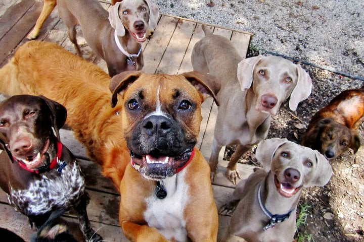 Doggie Play Camp - pet boarding facility in Baton Rouge, LA