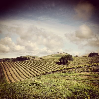Stolpman Vineyards - Los Olivos Tasting Room by null
