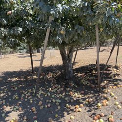 Walker's Apples