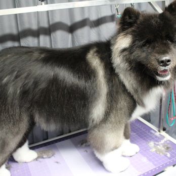Fluff it! Pet Spa - Pet Groomers Near Me Fluff it! Pet Spa - Pet Groomers Near Me